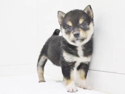 animal_image