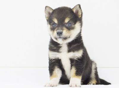 animal_image