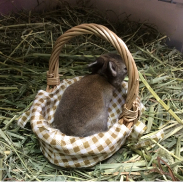animal_image