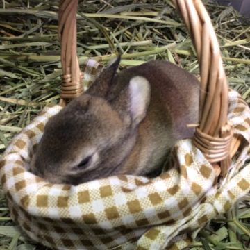 animal_image