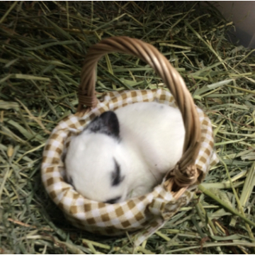 animal_image