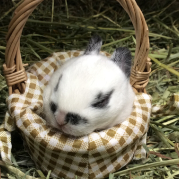 animal_image