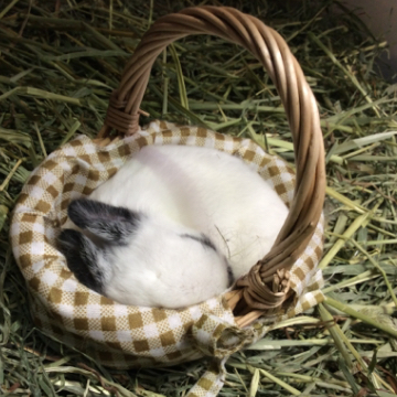 animal_image