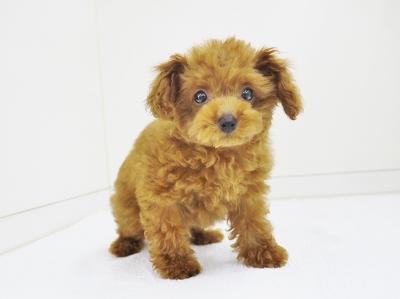 animal_image