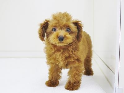 animal_image
