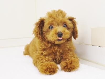 animal_image