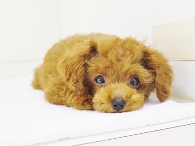 animal_image