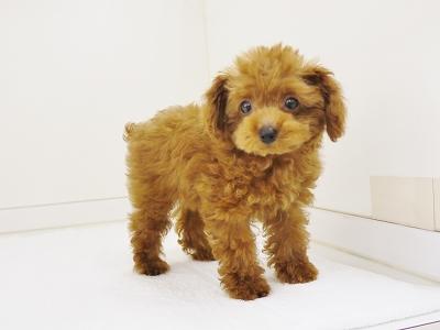 animal_image