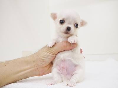 animal_image