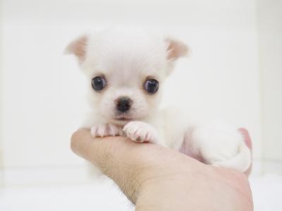 animal_image
