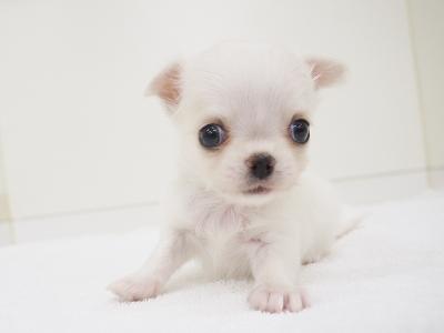 animal_image