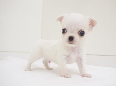 animal_image