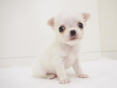 animal_image