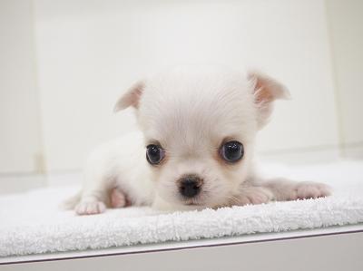 animal_image