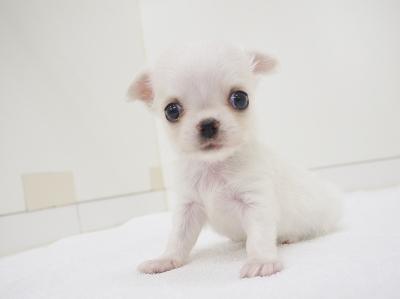 animal_image