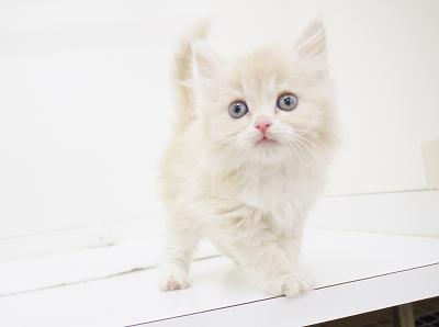 animal_image