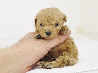 animal_image
