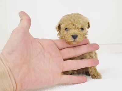 animal_image
