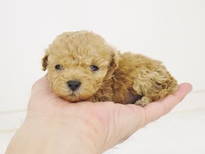animal_image