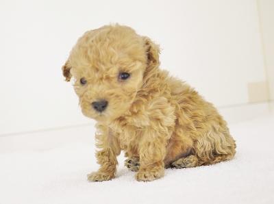 animal_image