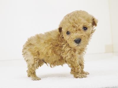 animal_image