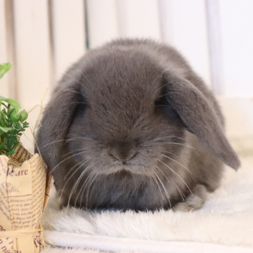 animal_image