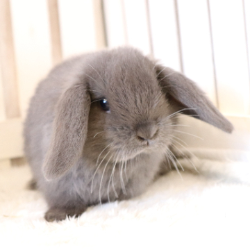 animal_image