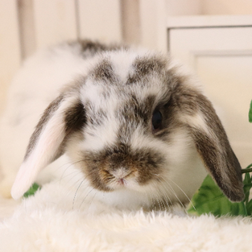 animal_image