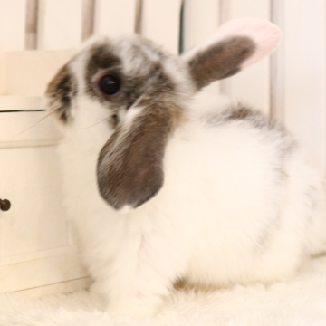 animal_image