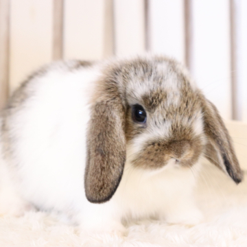 animal_image