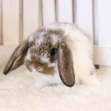 animal_image