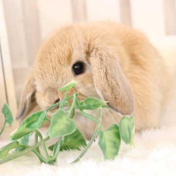 animal_image