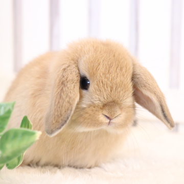 animal_image