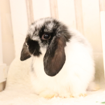 animal_image