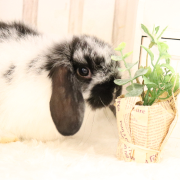 animal_image