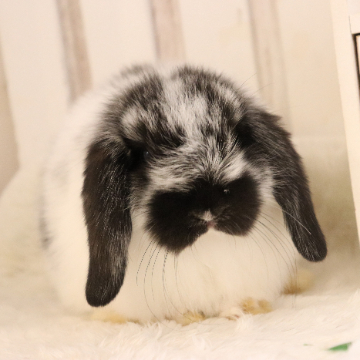 animal_image
