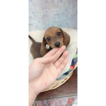 animal_image
