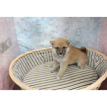 animal_image