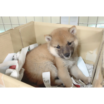 animal_image