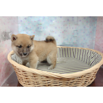 animal_image