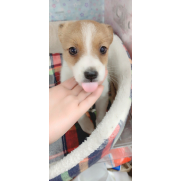 animal_image