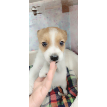 animal_image