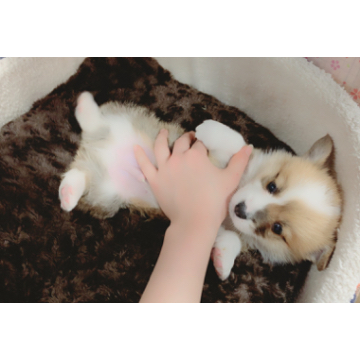 animal_image