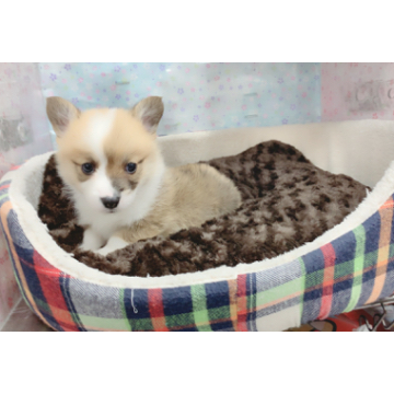 animal_image