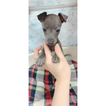 animal_image