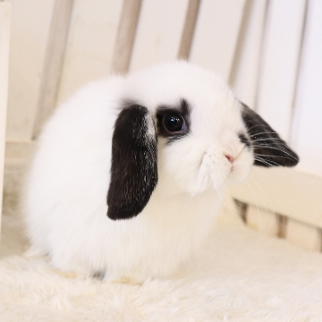 animal_image