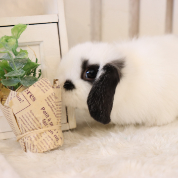 animal_image