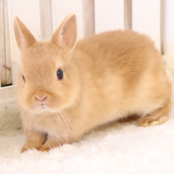 animal_image