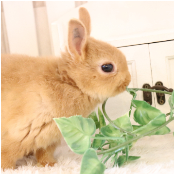 animal_image