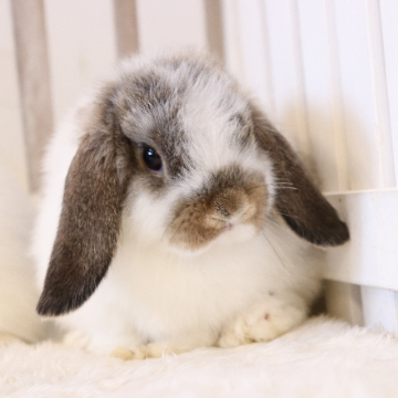animal_image
